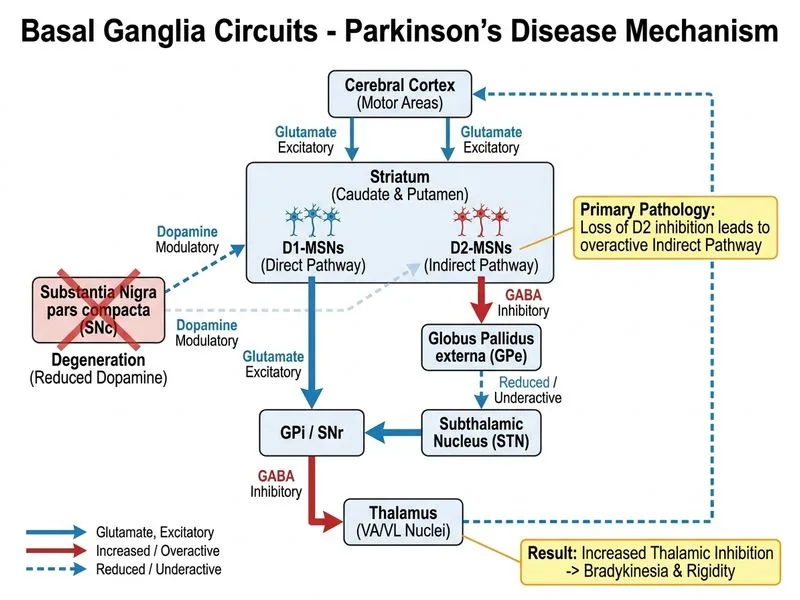 Basal Ganglia Circuits diagram