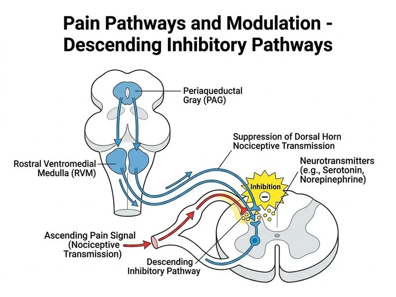 Pain Pathways and Modulation diagram