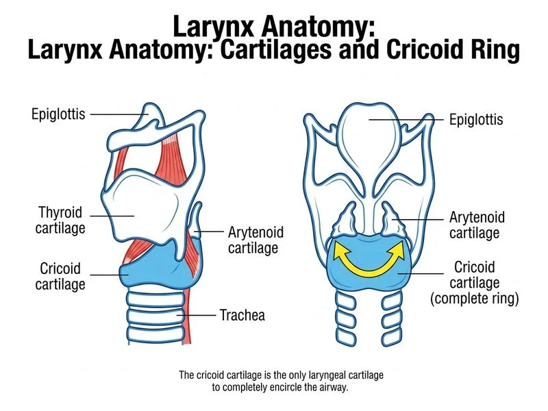 Larynx Anatomy diagram