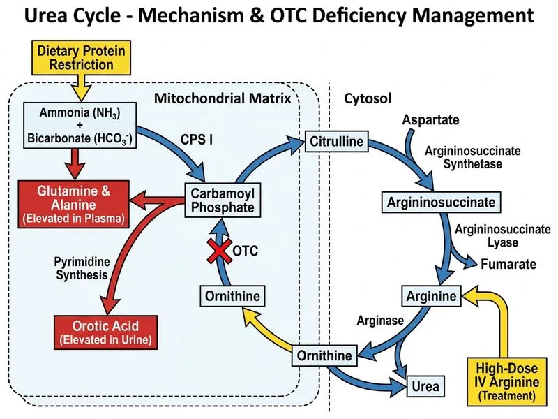 Urea Cycle diagram