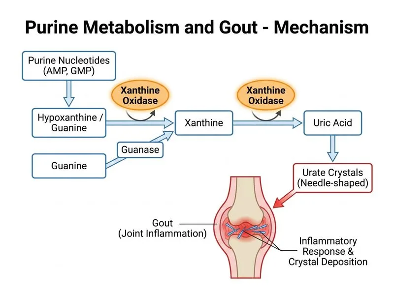 Purine Metabolism and Gout diagram