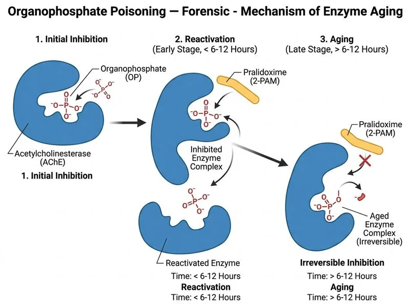 Organophosphate Poisoning — Forensic diagram