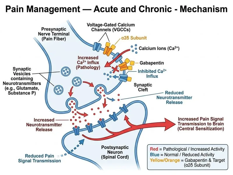 Pain Management — Acute and Chronic diagram