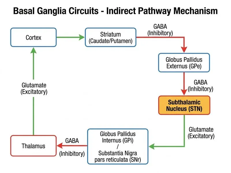 Basal Ganglia Circuits diagram