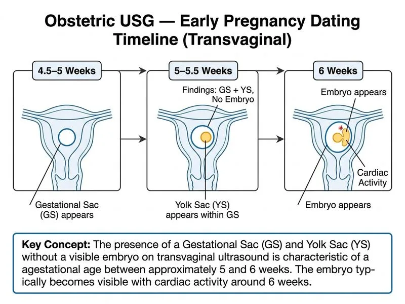 Obstetric USG — Anomalies and Dating diagram