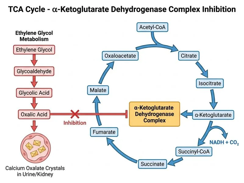 TCA Cycle diagram
