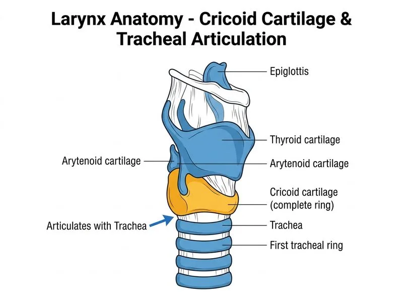 Larynx Anatomy diagram