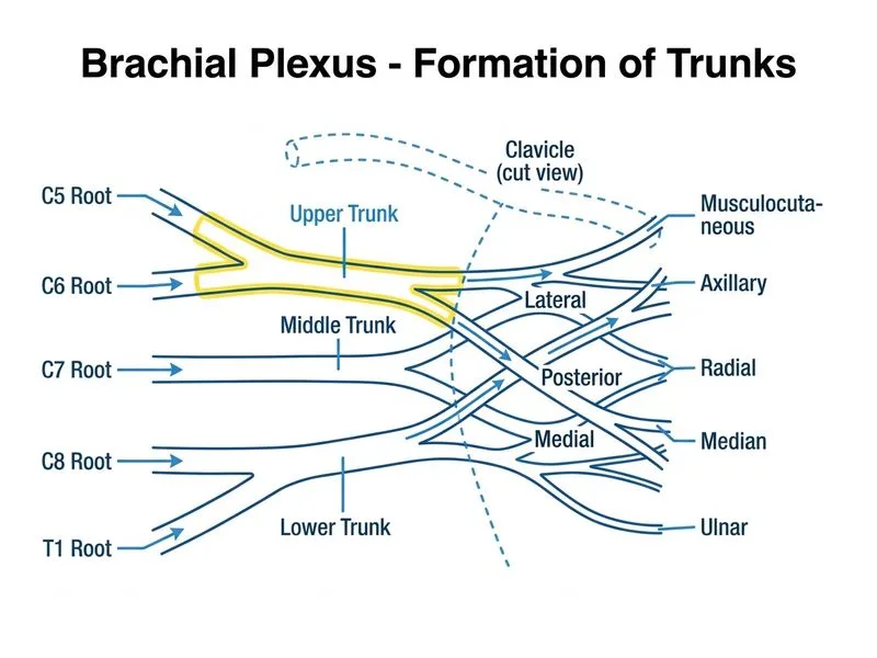 Brachial Plexus diagram