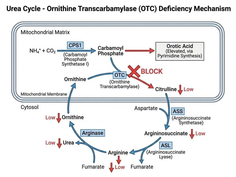 Urea Cycle diagram