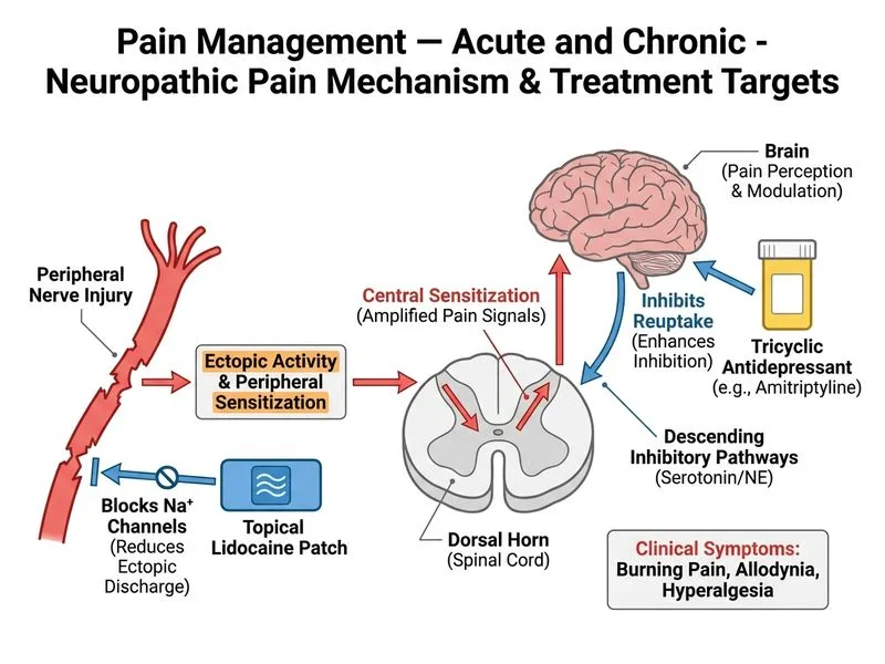 Pain Management — Acute and Chronic diagram