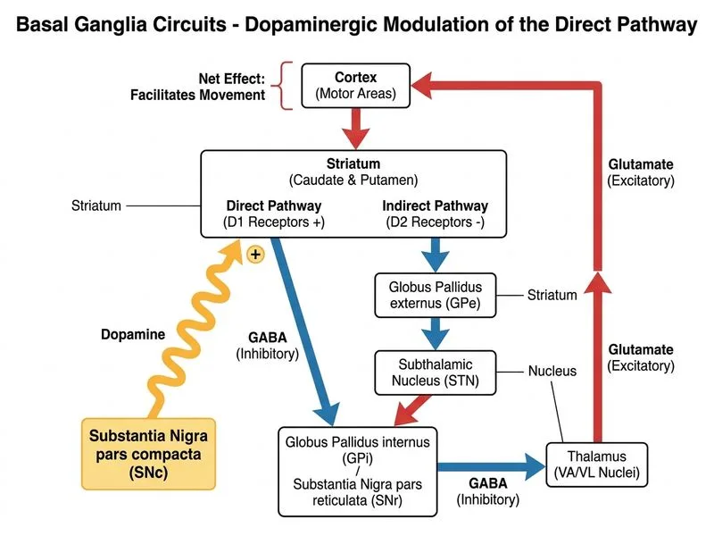 Basal Ganglia Circuits diagram
