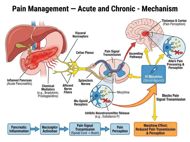 Pain Management — Acute and Chronic diagram