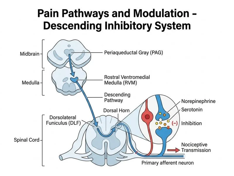 Pain Pathways and Modulation diagram