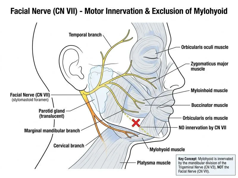 Facial Nerve diagram