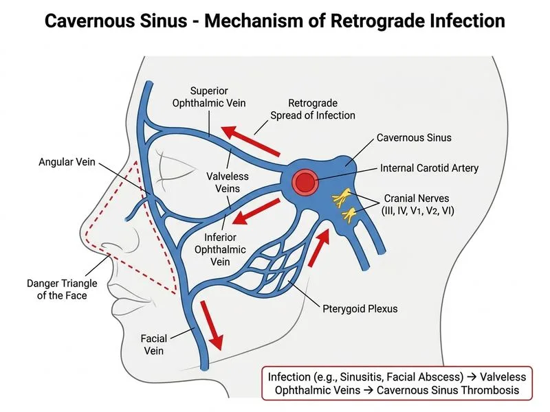Cavernous Sinus diagram