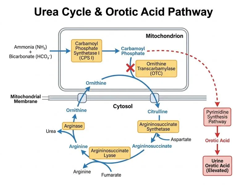 Urea Cycle diagram