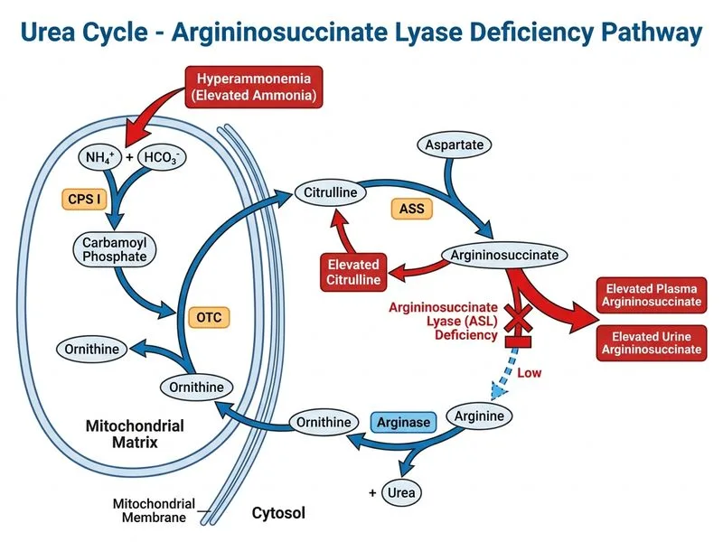 Urea Cycle diagram