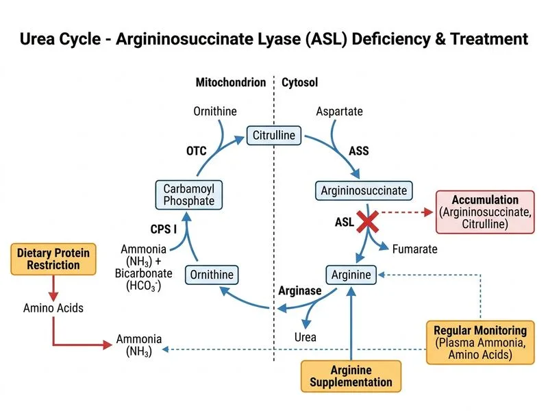 Urea Cycle diagram