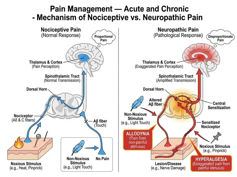 Pain Management — Acute and Chronic diagram