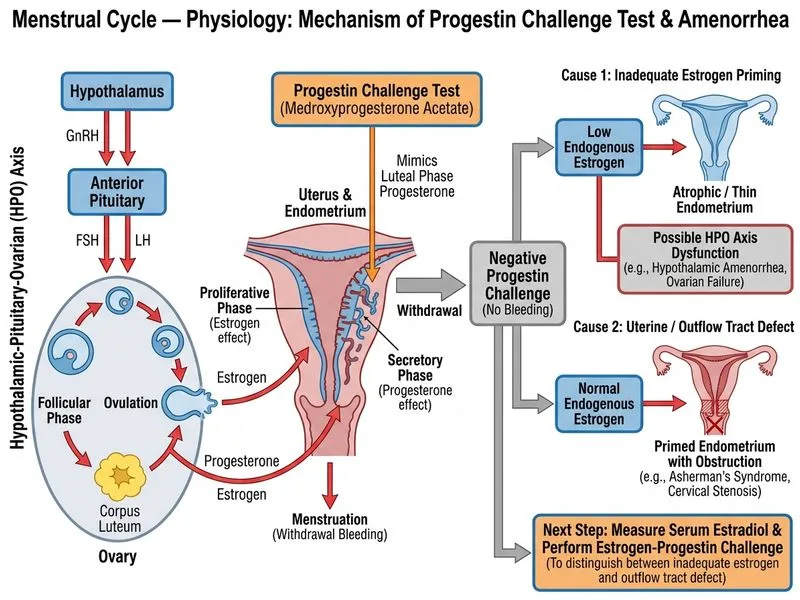Menstrual Cycle — Physiology diagram