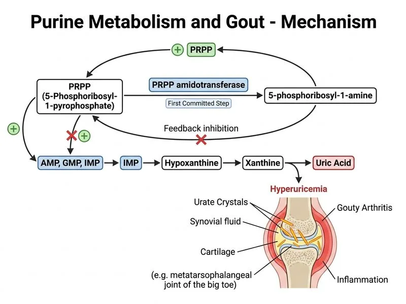 Purine Metabolism and Gout diagram