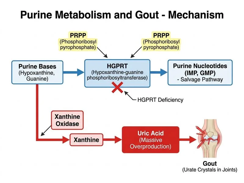 Purine Metabolism and Gout diagram