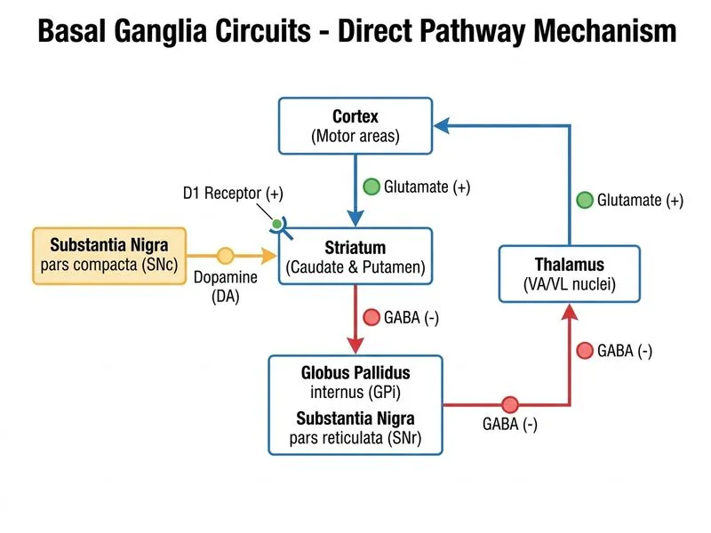 Basal Ganglia Circuits diagram