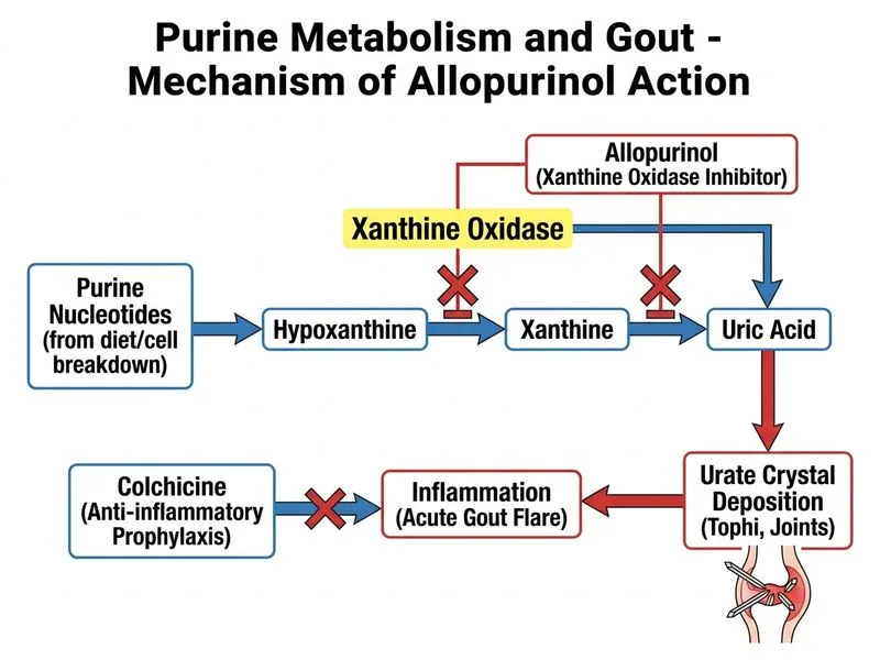 Purine Metabolism and Gout diagram